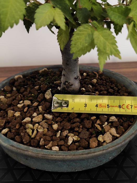 Pré-Bonsai Ulmus