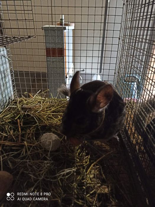 Пемза для грызунов.