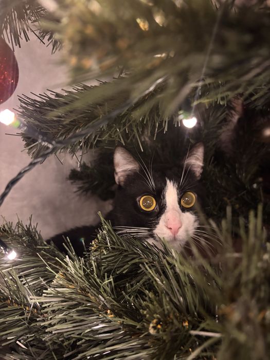 Oddam za darmo kocura