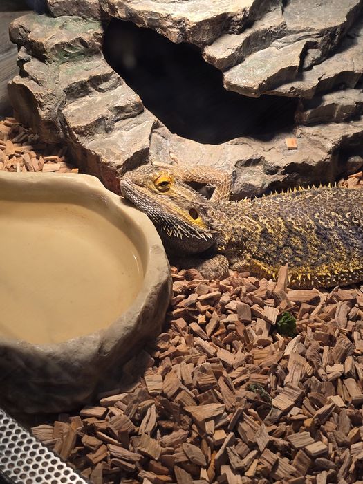 Agama brodata +terrarium