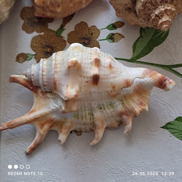 Ракушки  ракушки