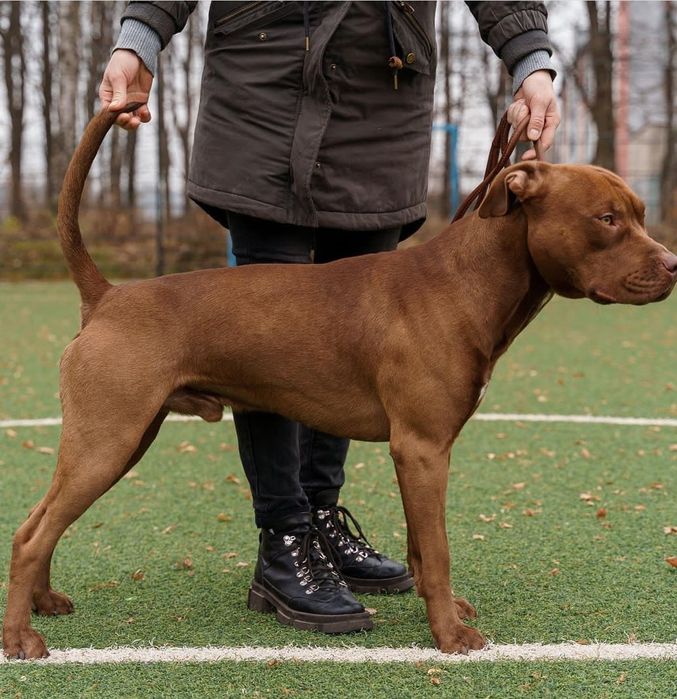 В'язка. Американський пітбультер'єр.