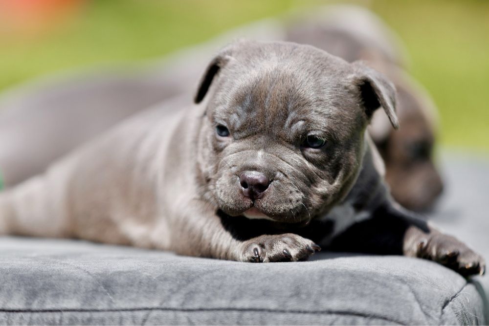 American bully pocket, чудові діти крутих батьків. Бронь !