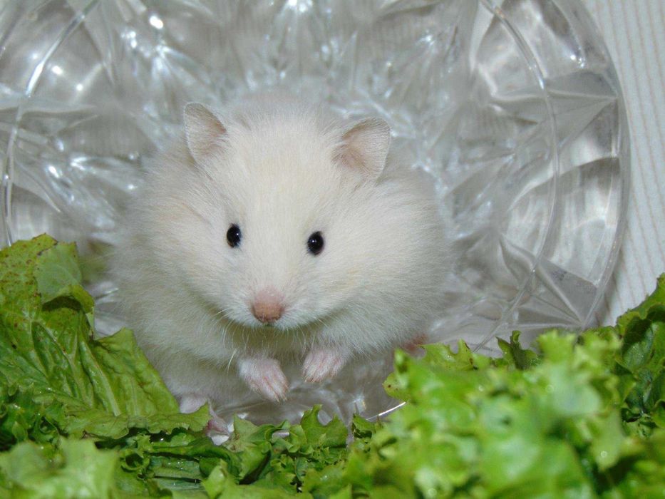 Роскошные королевские ангорские хомячки, белоснежного окраса, хомяки