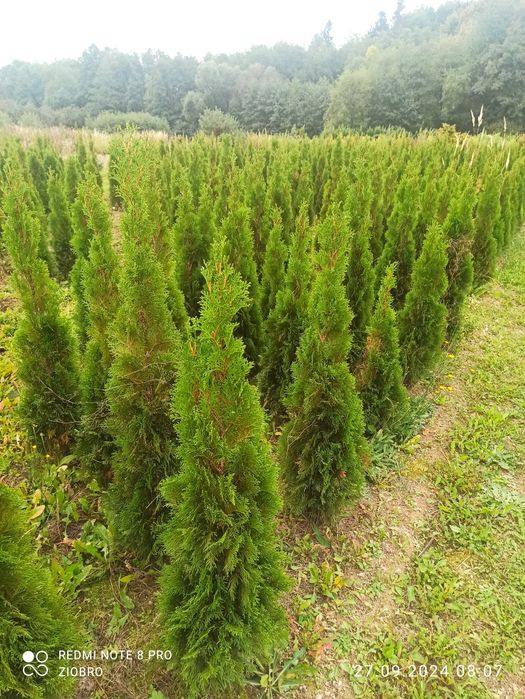 thuja tuja szmaragd do 180cm.