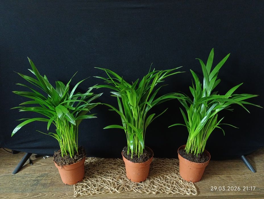 Діпсіс.    Арека