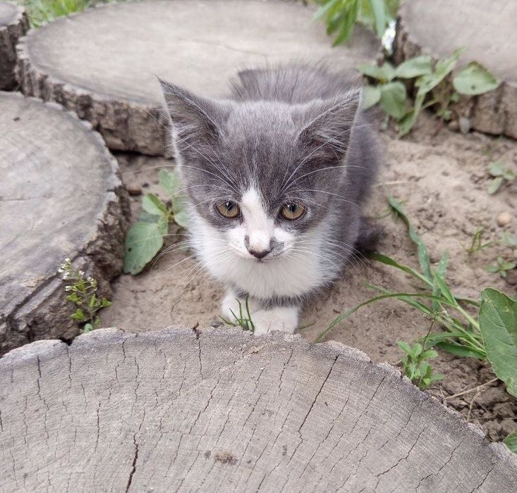 Віддам кошенят Безкоштовно