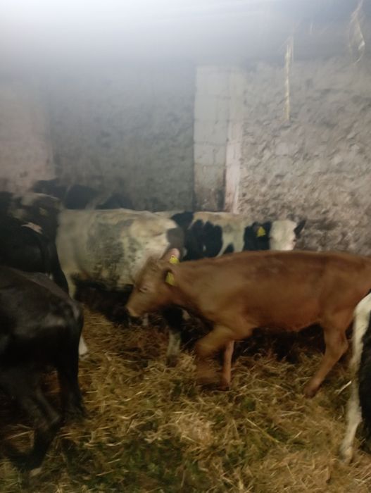 Byki byczki mieszańce polskie