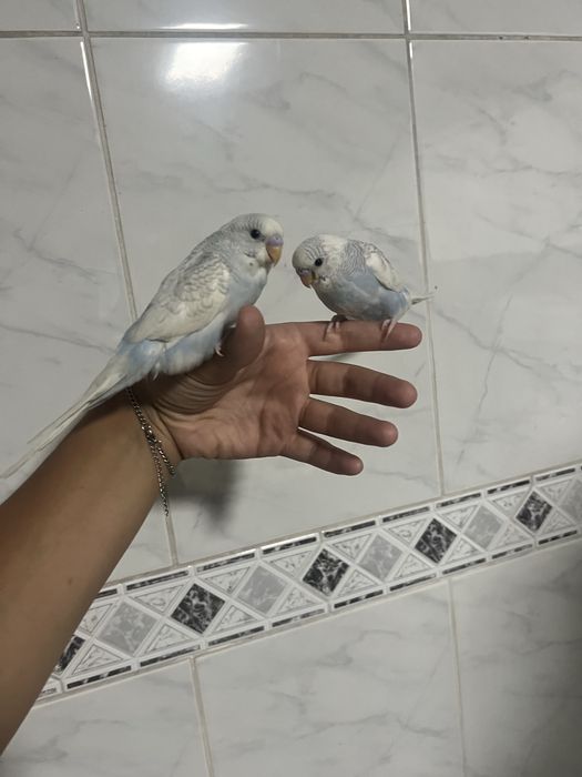 Periquitos domesticados