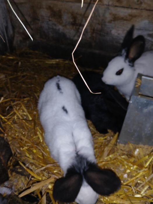 Królik kroliki młode srokacze