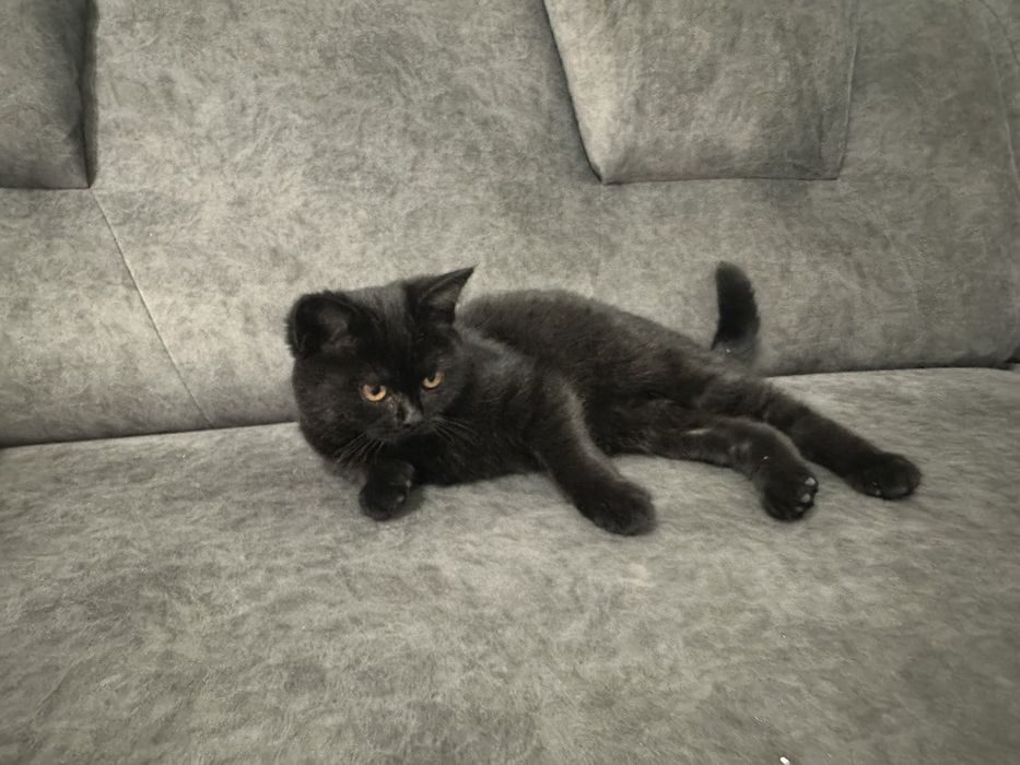 Продам котенят британці