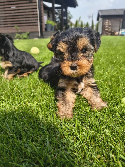 Yorkshire Terrier