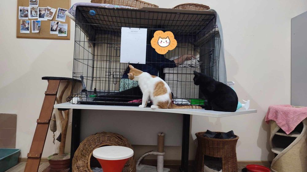 Wolontariusze do kociej fundacji poszukiwani :)