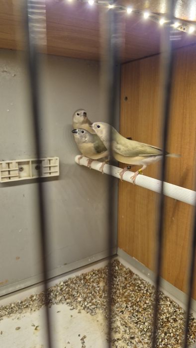 Amadyny wspaniałe młode