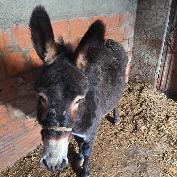 Burro  com 6 anos