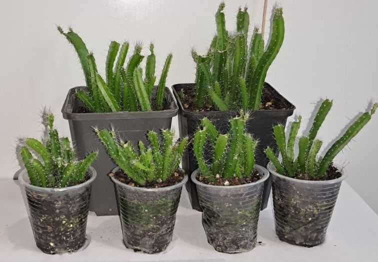 Сукуленты и кактусы