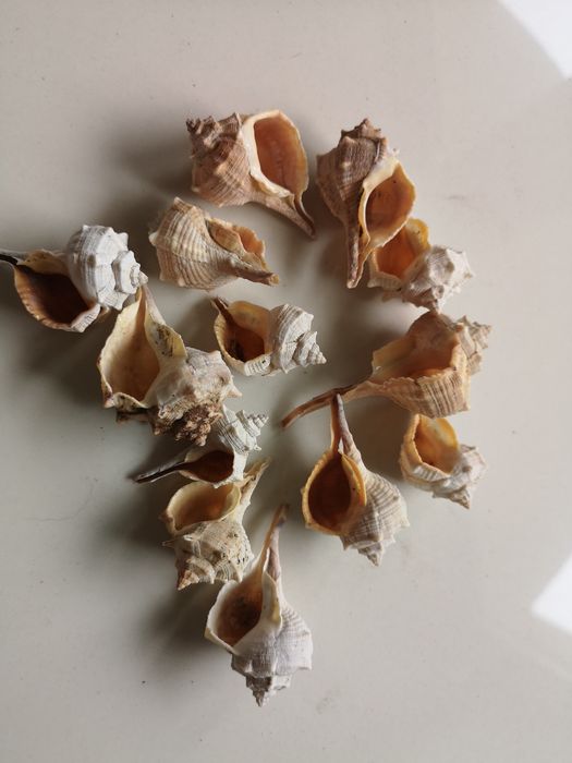 zestaw muszli morskich