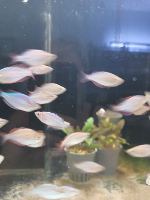 Tęczanka neonowa  / SKLEP SKALAR