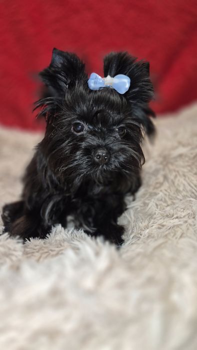 Yorkshire Terrier piesek do odbioru