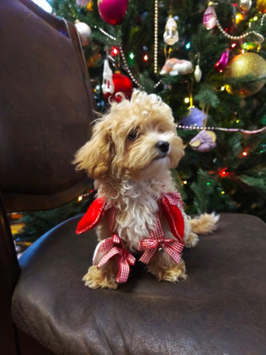 Мальтіпу мини  дівчінка