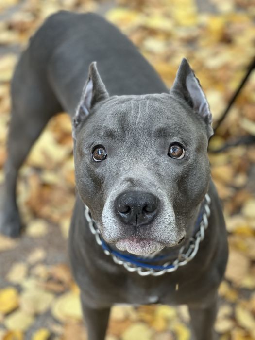 Вязка стаф кобель