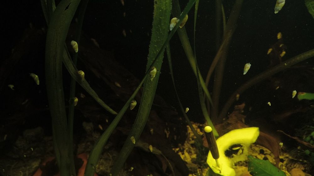 Ślimaki Świderki za darmo