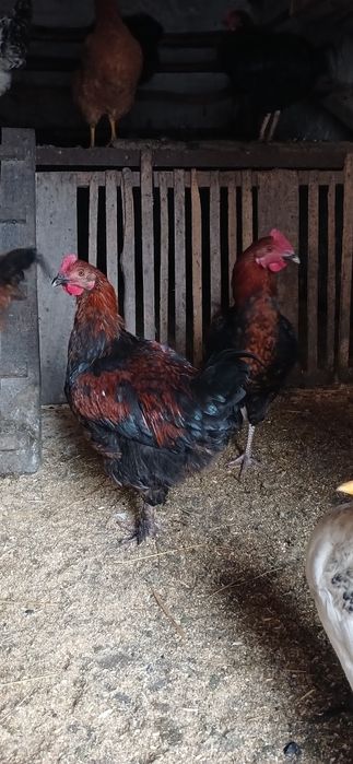 Продам питухів породи  Марана