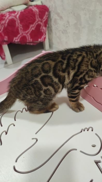 Бенгальские котята Шоу класса