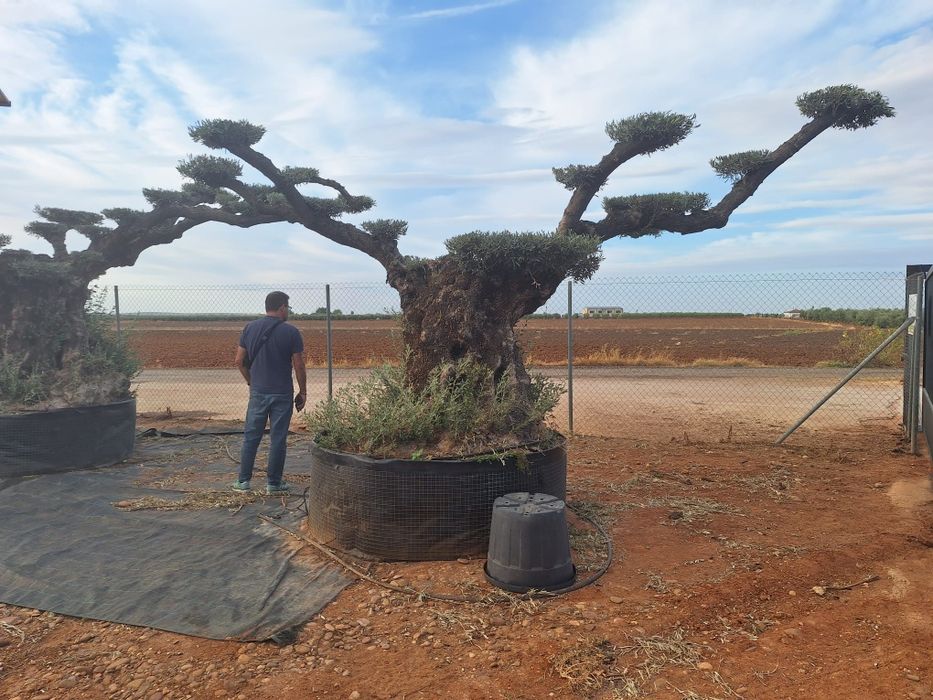 Oliveiras bonsai milenares em pratos XXXLLL