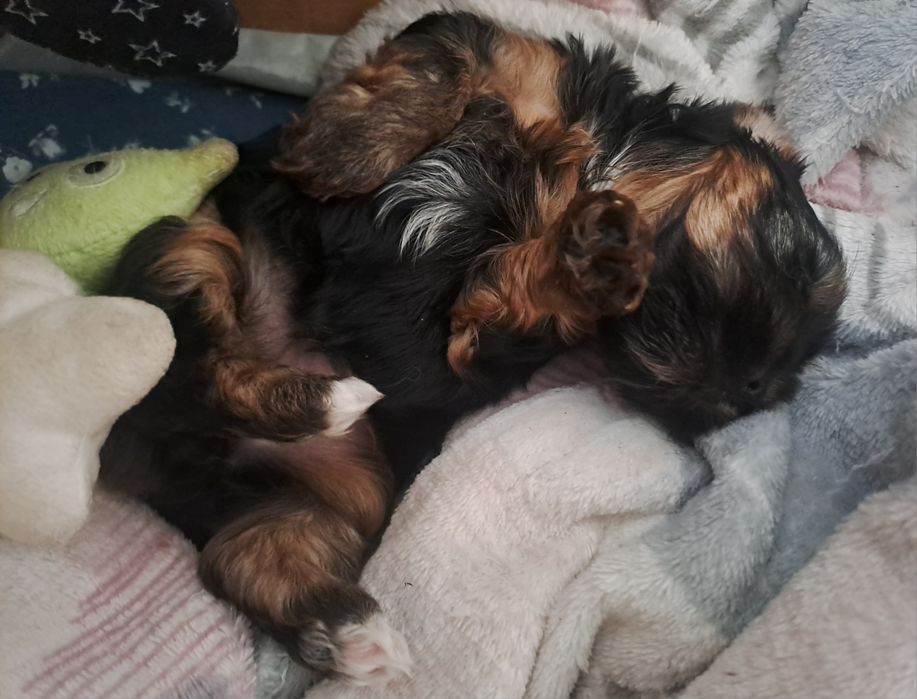 Yorkshire terrier