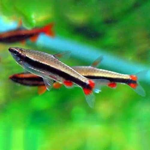 Drobnoustek Beckforda (Nannostomus beckfordi) WYSYŁKA AKWAWIN