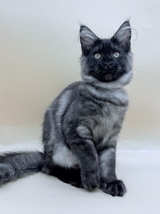 Мейн кун  котенок девочка