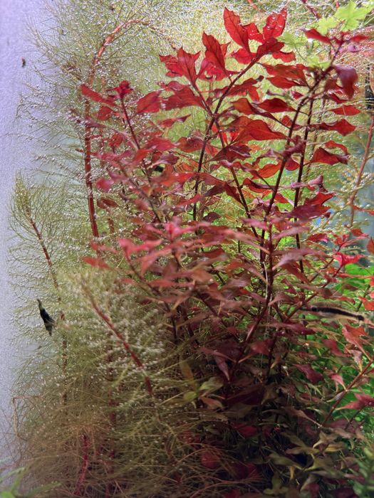 Camarões Neocaridina black (+ azul escuro)