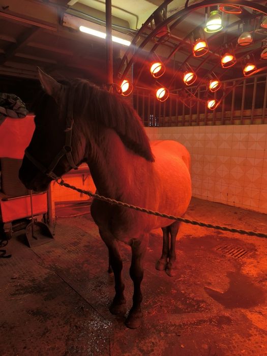 Sprzedam wałacha konika polskiego