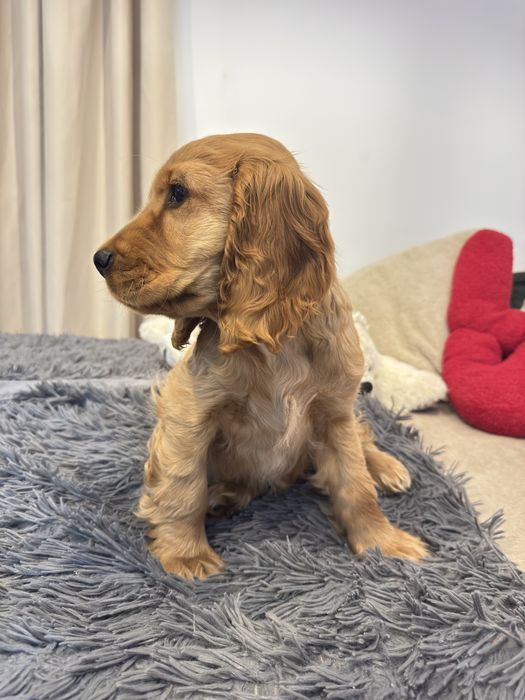 NUGAT szczenię Cocker Spaniel Angielski REZERWACJA