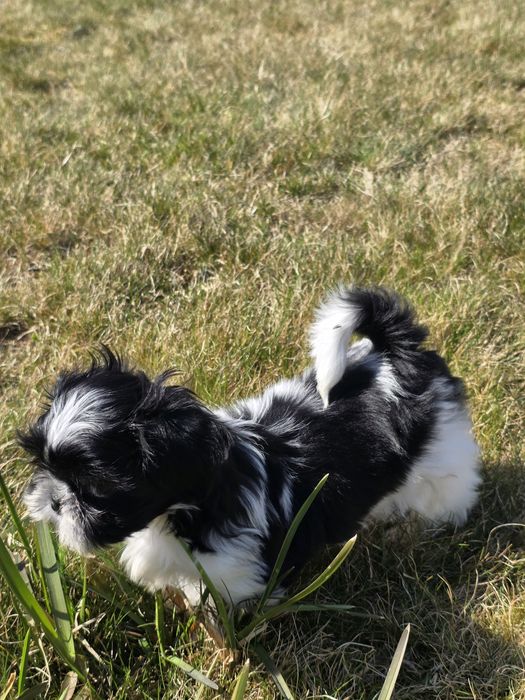 Cudny chłopczyk Shih Tzu