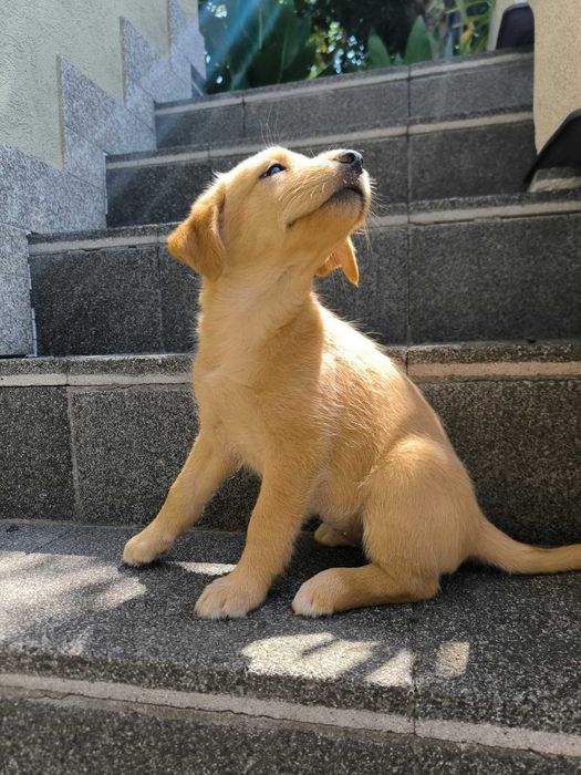 2 cadelinhas raçada Labrador - para adoção responsável