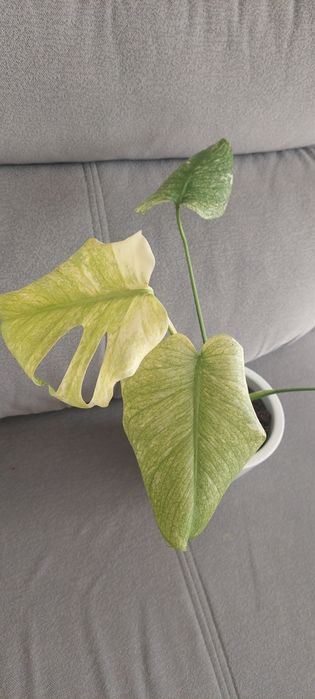 Monstera Mint Kolekcjonerski REZERWACJA