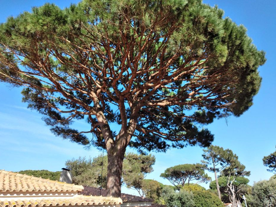 Limpeza de terrenos cortes e podas de árvores.