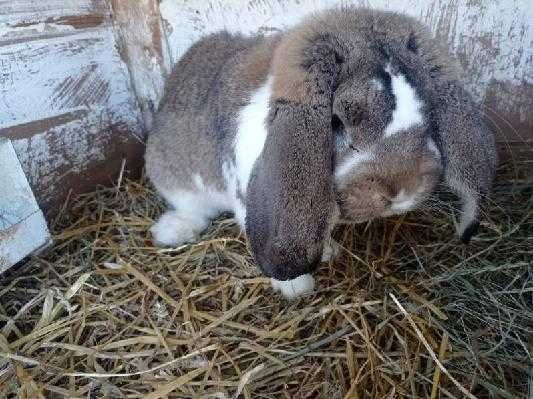 Królik baran francuski samiec