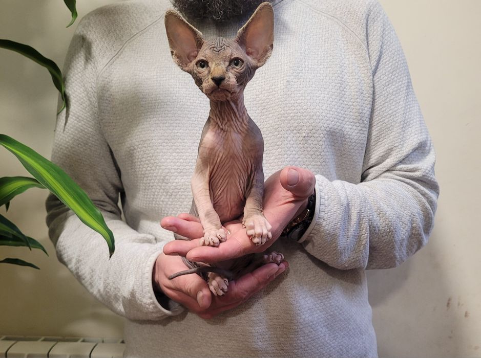 Gatinho sphynx bebé