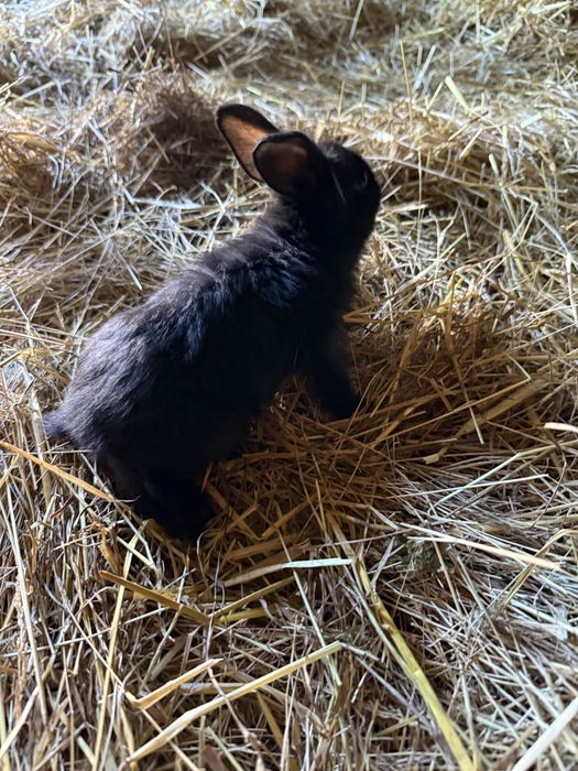 Coelhos de varias idades