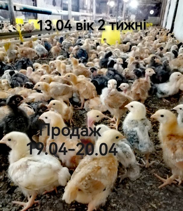 Підрощені курчата