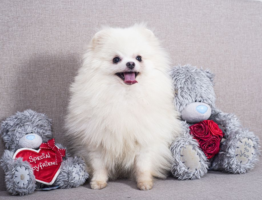 Померанський шпіц хлопчик (Доставка по Києву можлива)