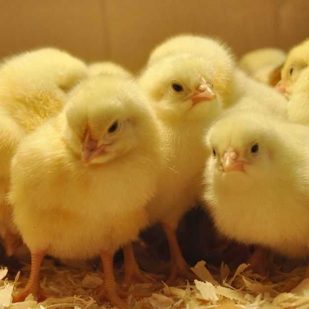 Яйце інкубаційне РОСС308