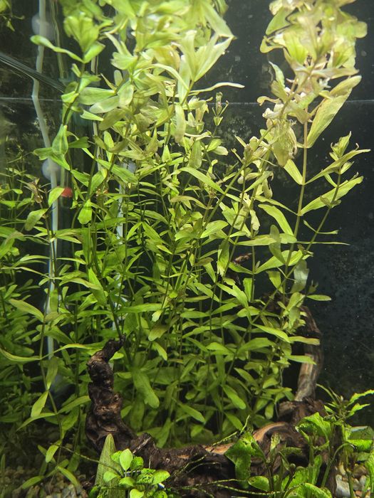 Liśc dębu - trichocoronis rivularis