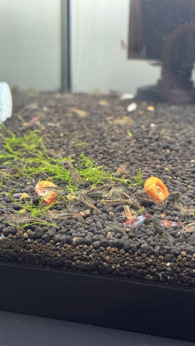 Neocaridinas variadas