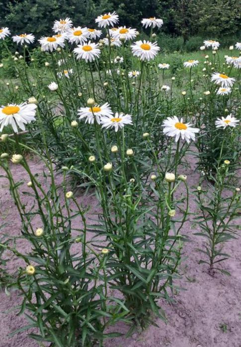 Ромашка садова крупна