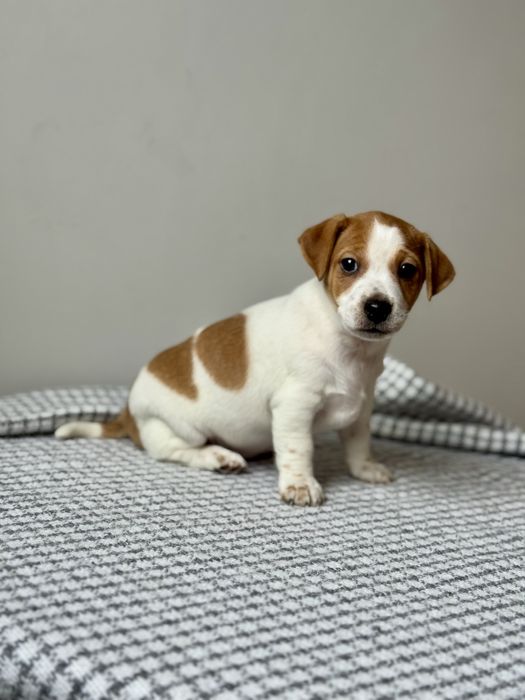 Дівчинка Джек Рассел КСУ |j706