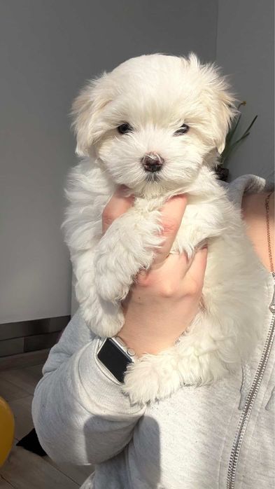 Продаються собачки.